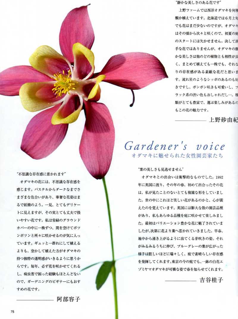 Bises magazine japan 日本 日本人 aquilegia touchwood feature article