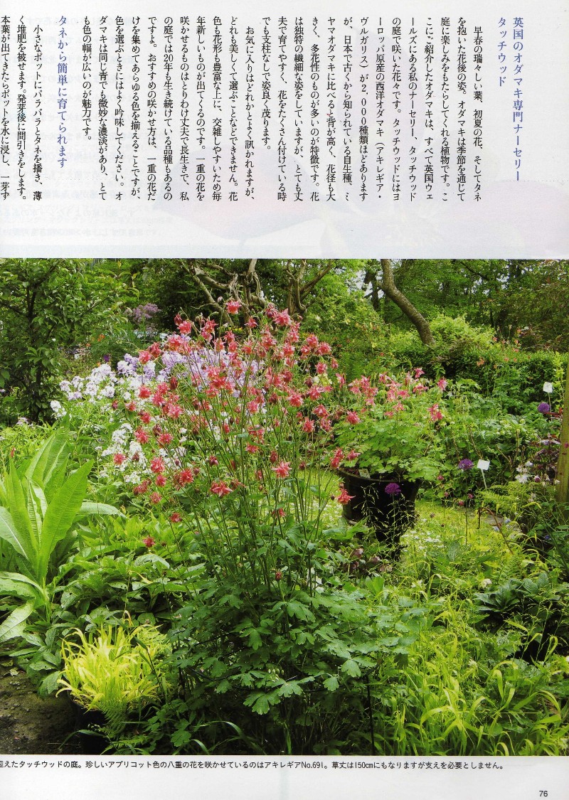 Bises magazine japan 日本 日本人 aquilegia touchwood feature article