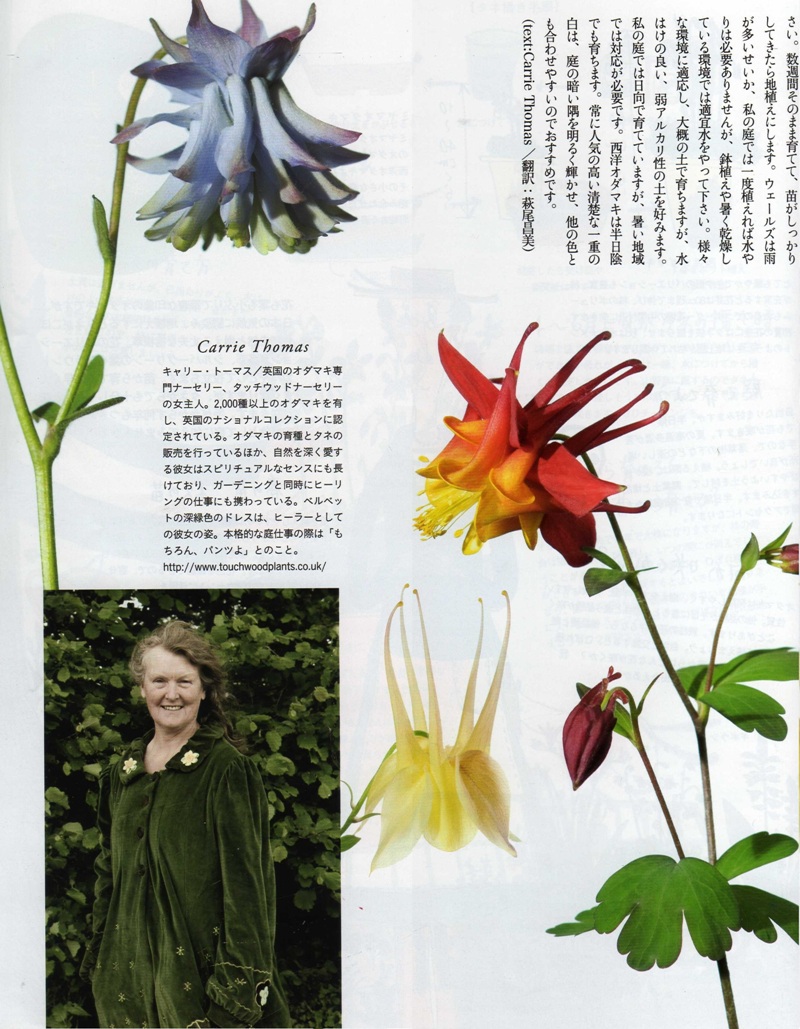 Bises magazine japan 日本 日本人 aquilegia touchwood feature article