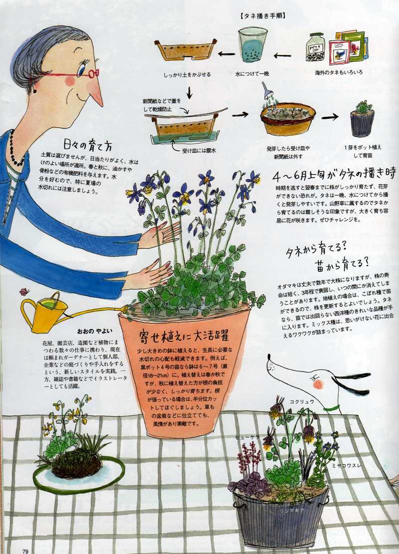 Bises magazine japan 日本 日本人 aquilegia feature article