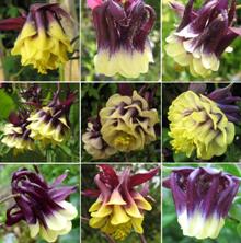 Touchwood Aquilegia 'Night Lights' mix