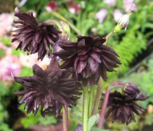 Aquilegia 'Black Barlow'