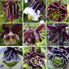 Touchwood Black Magic Mix of aquilegias