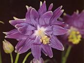 Aquilegia 'Blue Fountain'