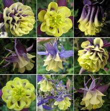 Touchwood Aquilegia '??? Mix'