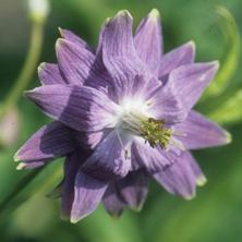 Aquilegia 'Blue Fountain' introduced by Touchwood