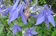 Aquilegia: blue single