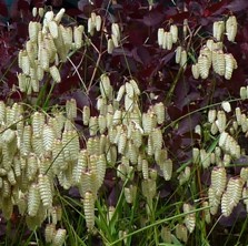 Giant quaking grass, Briza maxima