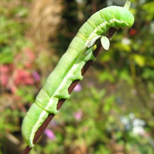 moth caterpillar on aquilegia pod