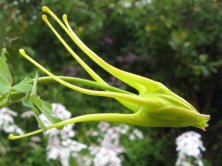 Aquilegia chrysantha