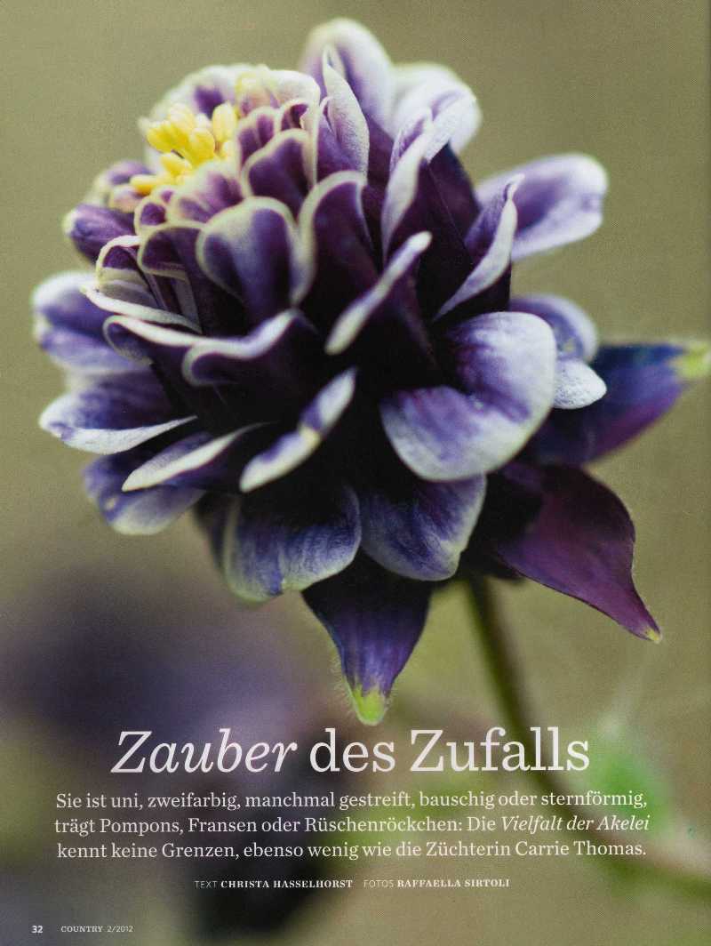 Country magazine germany aquilegias touchwood