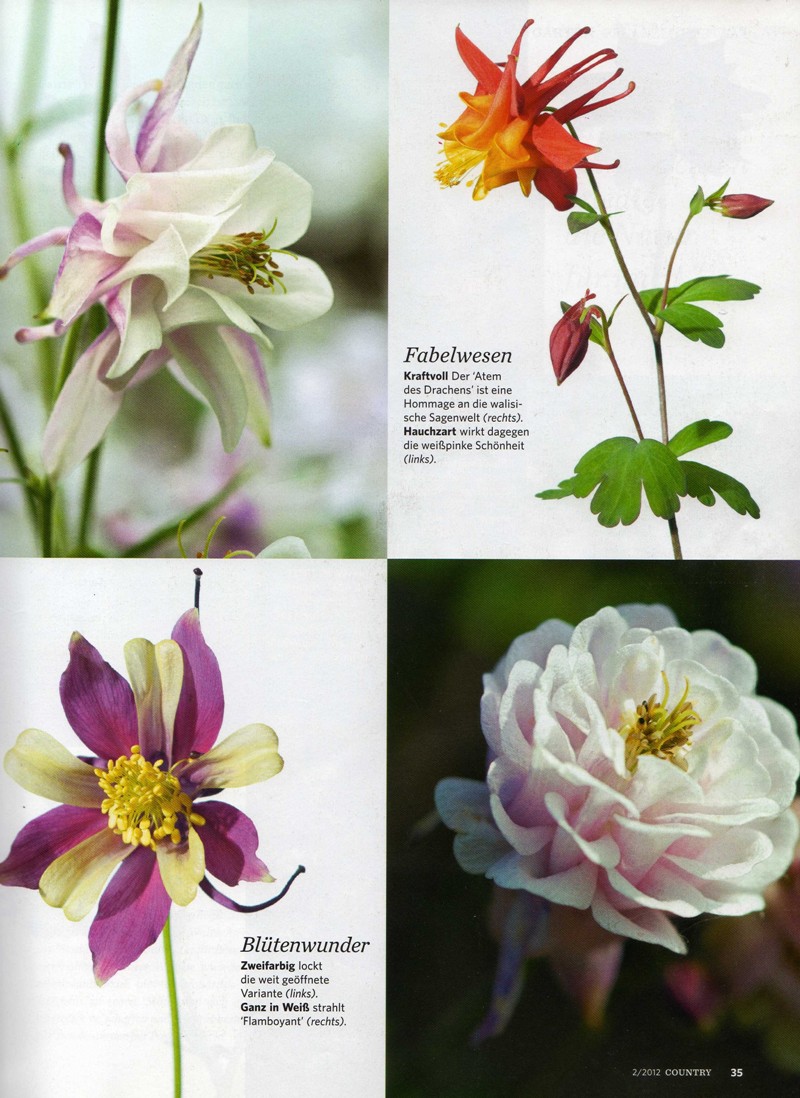 garden magazine germany aquilegia touchwood zauber des zuffalls