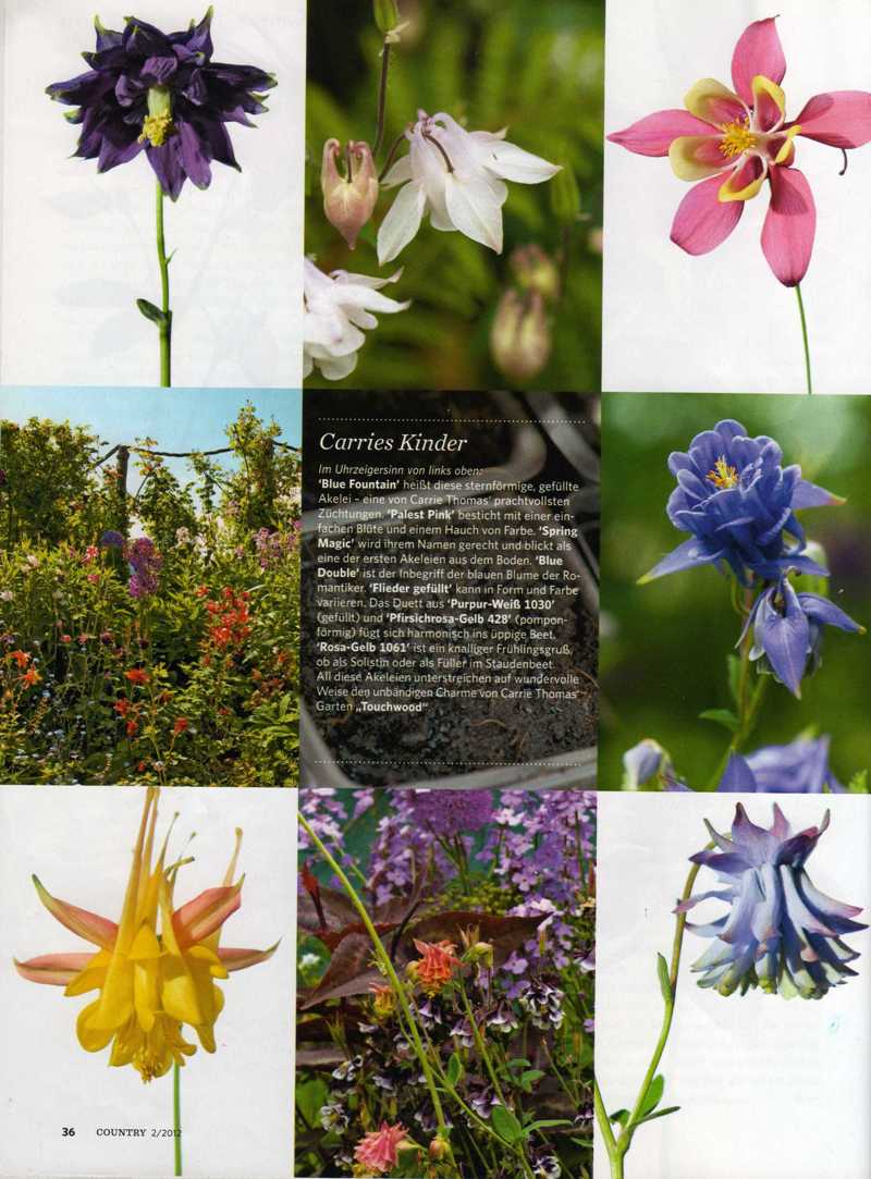 garden magazine germany aquilegia touchwood zauber des zuffalls