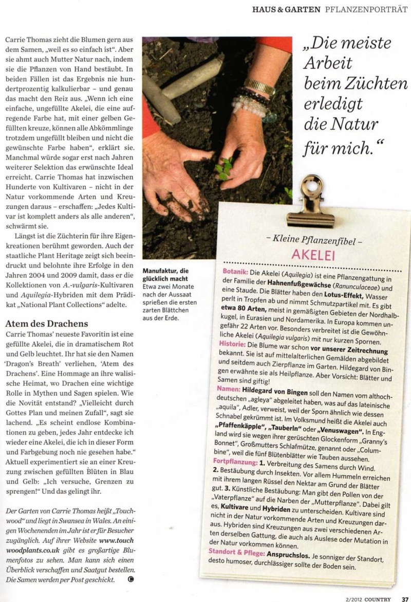 garden magazine akelei germany aquilegia touchwood zauber des zuffalls