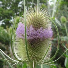 Teasel Dipsacus fullonum