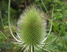 Dipsacus