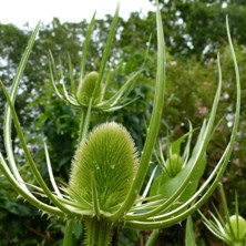 Dipsacus fullonum in beautiful bud