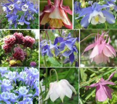 Touchwood Aquilegia Liliput Lovelies mix