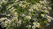 Feverfew