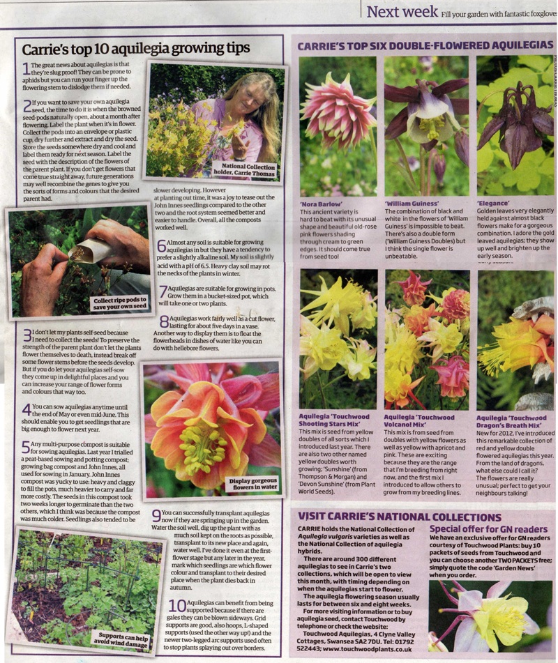 garden news aquilegias touchwood