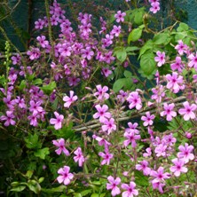 Geranium palmatum at Touchwood