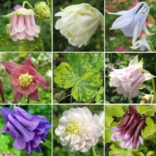 Aquilegia Touchwood gold mix includes variegated leaved ones.