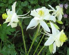 Aquilegia kristall