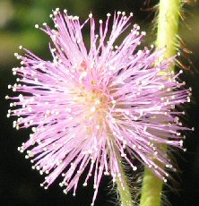 Mimosa Flowers on Touchwood Plants  Seeds And Gardening Services