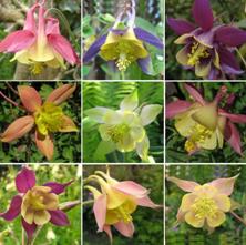 Touchwood Aquilegia Harmony Mix