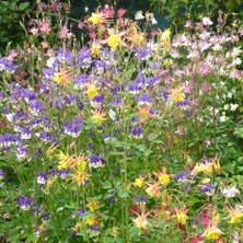 Aquilegias at Touchwwod in nursery rows 2013