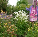 Touchwood aquilegia nursery rows