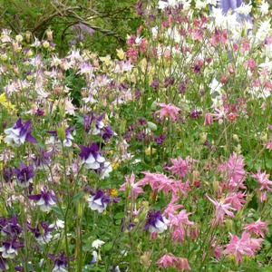 Touchwood aquilegias in their full glory