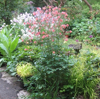 plant heritage aquilegia staking trial