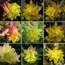 Touchwood Aquilegia 'Sunrise Surprises' mix