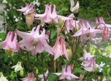 Aquilegia: Sugar-pink single