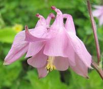 Aquilegia: Sugar-pink single