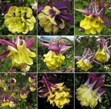 Touchwood Aquilegia purple & yellow doubles mix