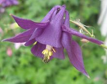 Aquilegia: Purple single