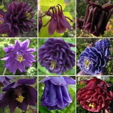 Touchwood Riches Aquilegia Mix