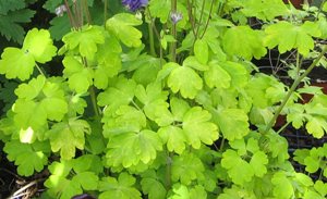 gold leaf aquilegia