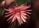 Aquilegia Rose Barlow