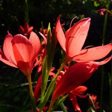 Schizostylis or Hesperantha coccinea