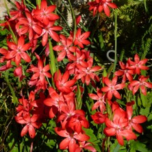 Schizostylis or Hesperantha coccinea at Touchwood