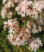 Sedum alba jelly bean plant