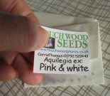 Packing Touchwood Aquilegia seeds