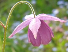 Aquilegia ecalcarata syn Semiaquilegia