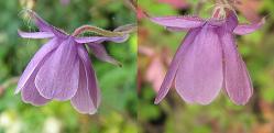 Touchwood Aquilegia Liliput Lovelies mix