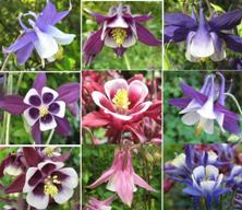 Touchwood Aquilegia 'Delightful Duos' Mix