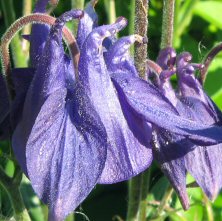 Aquilegia: indigo singles