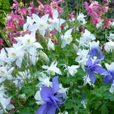 aquilegia spring magic mix